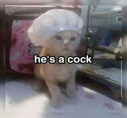 Cock Cat